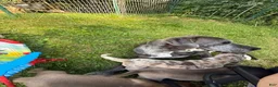 Great Dane dogs for sale: Great Dane 1 - Ad 4