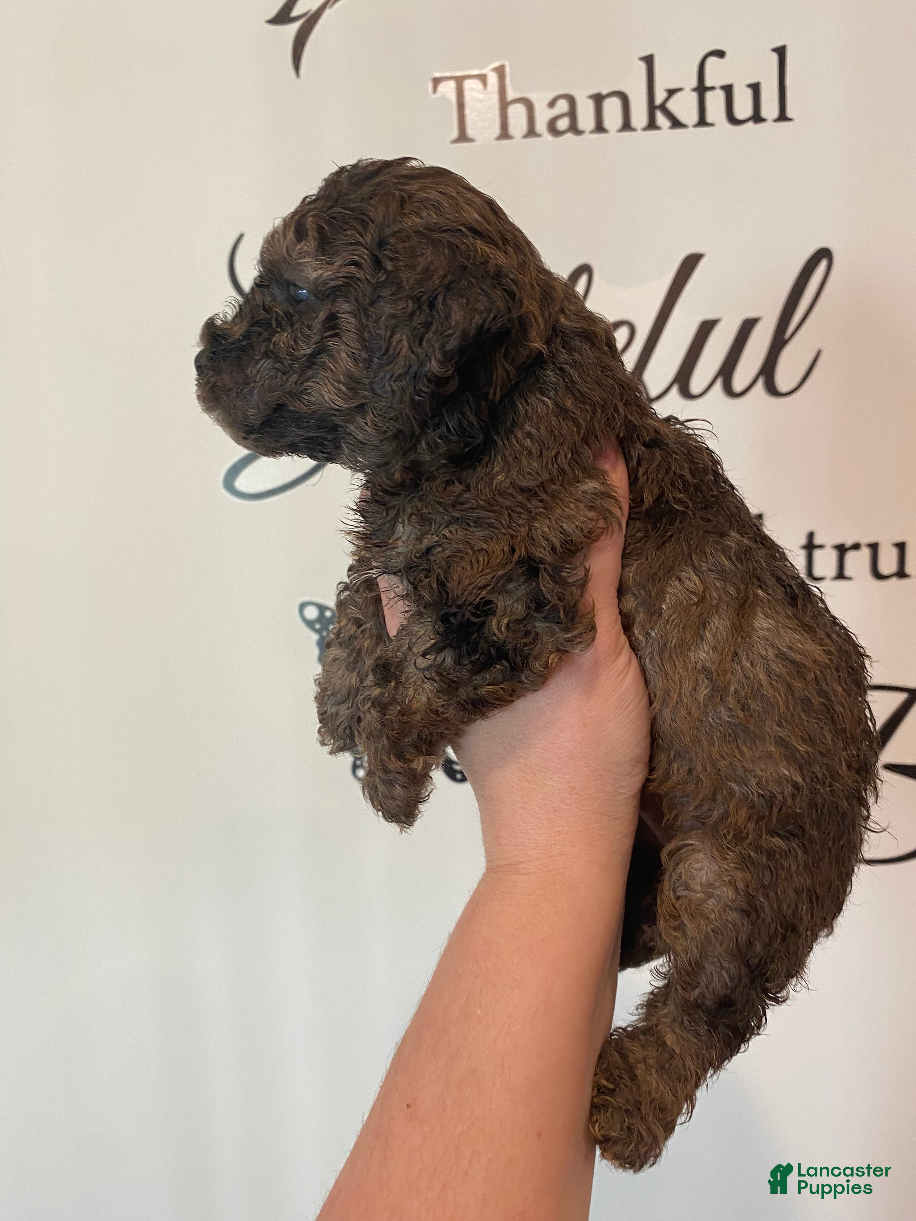 Toy Poodle dogs Boy 2 - Ad 1