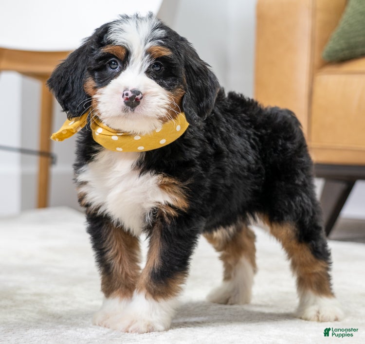 Mini Bernedoodle dogs Rusty - Ad 2