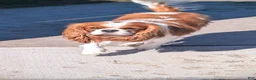 Cavalier King Charles Spaniel dogs for stud: Prince Philip Mountbarking Windsor  - Ad 15