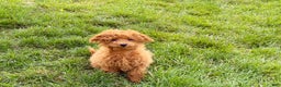 Maltipoo dogs for sale: Gary - Ad 11