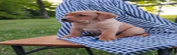 Labrador Retriever dogs for sale: Thunder - Ad 3