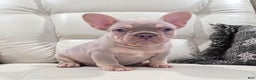 French Bulldog dogs for sale: Kai - Ad 4