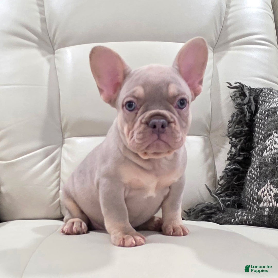French Bulldog dogs for sale: Kai - Ad 4