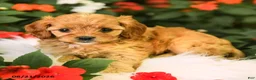 Cavapoo dogs for sale: Bella    - Ad 4