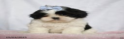 Shih Tzu dogs for sale: Janet - Ad 2