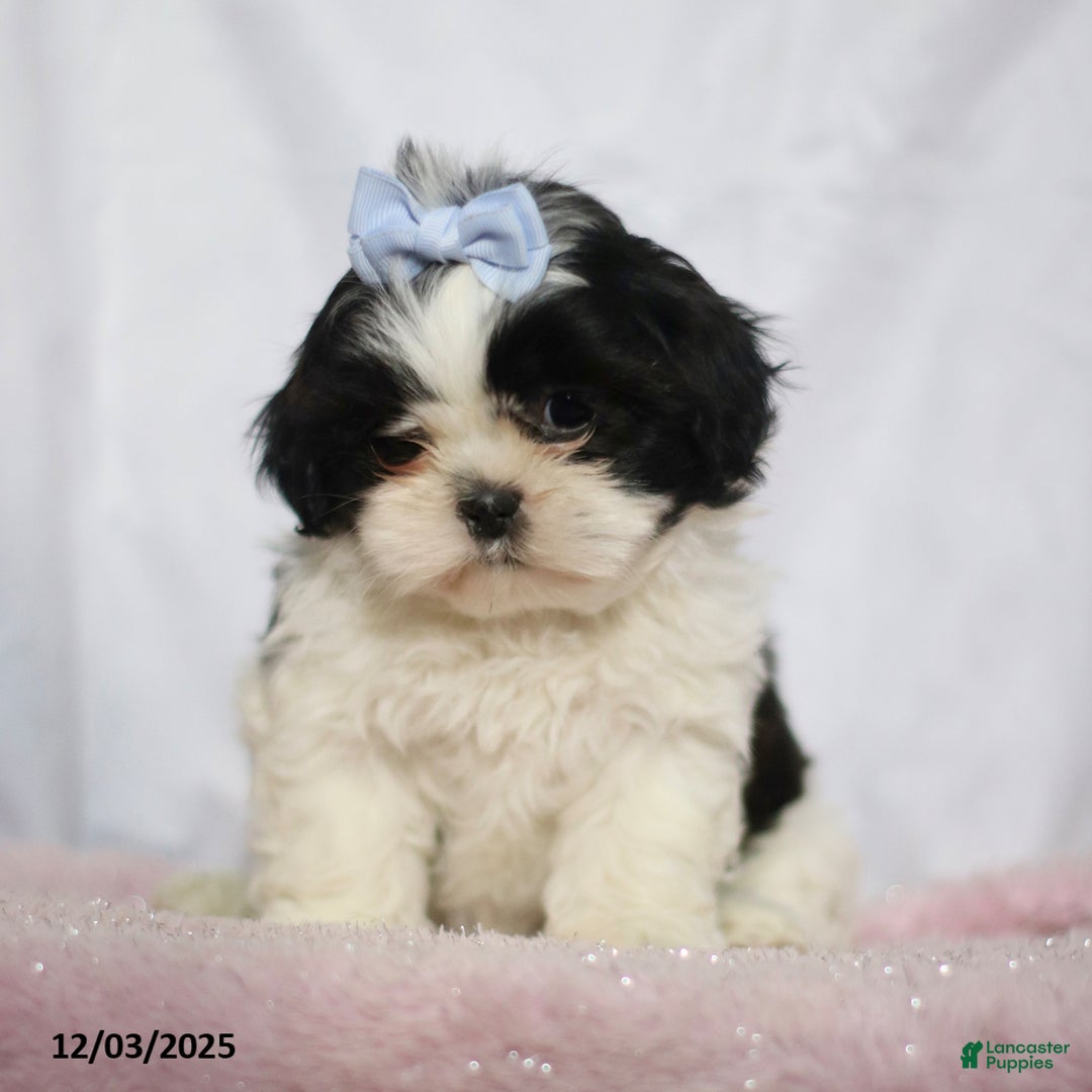 Shih Tzu dogs for sale: Janet - Ad 2
