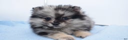 Pomsky dogs for sale: Franky - Ad 4