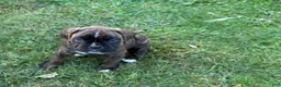 Boxer dogs for sale: Bayern - Ad 14