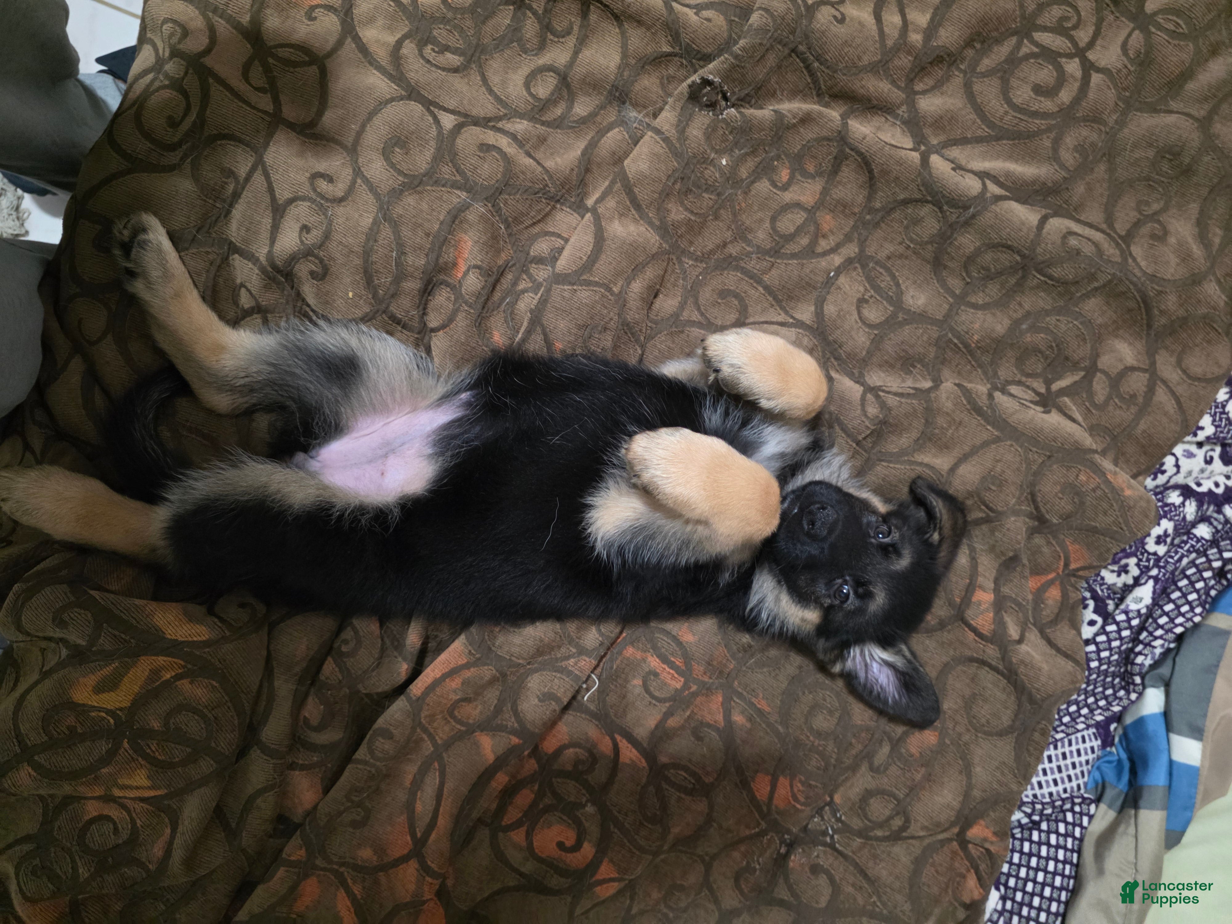 German Shepherd dogs Diesel 🐾 - Ad 2