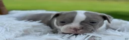 Boston Terrier dogs for sale: Dash - Ad 6