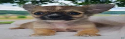Chihuahua dogs for sale: Howie - Ad 2