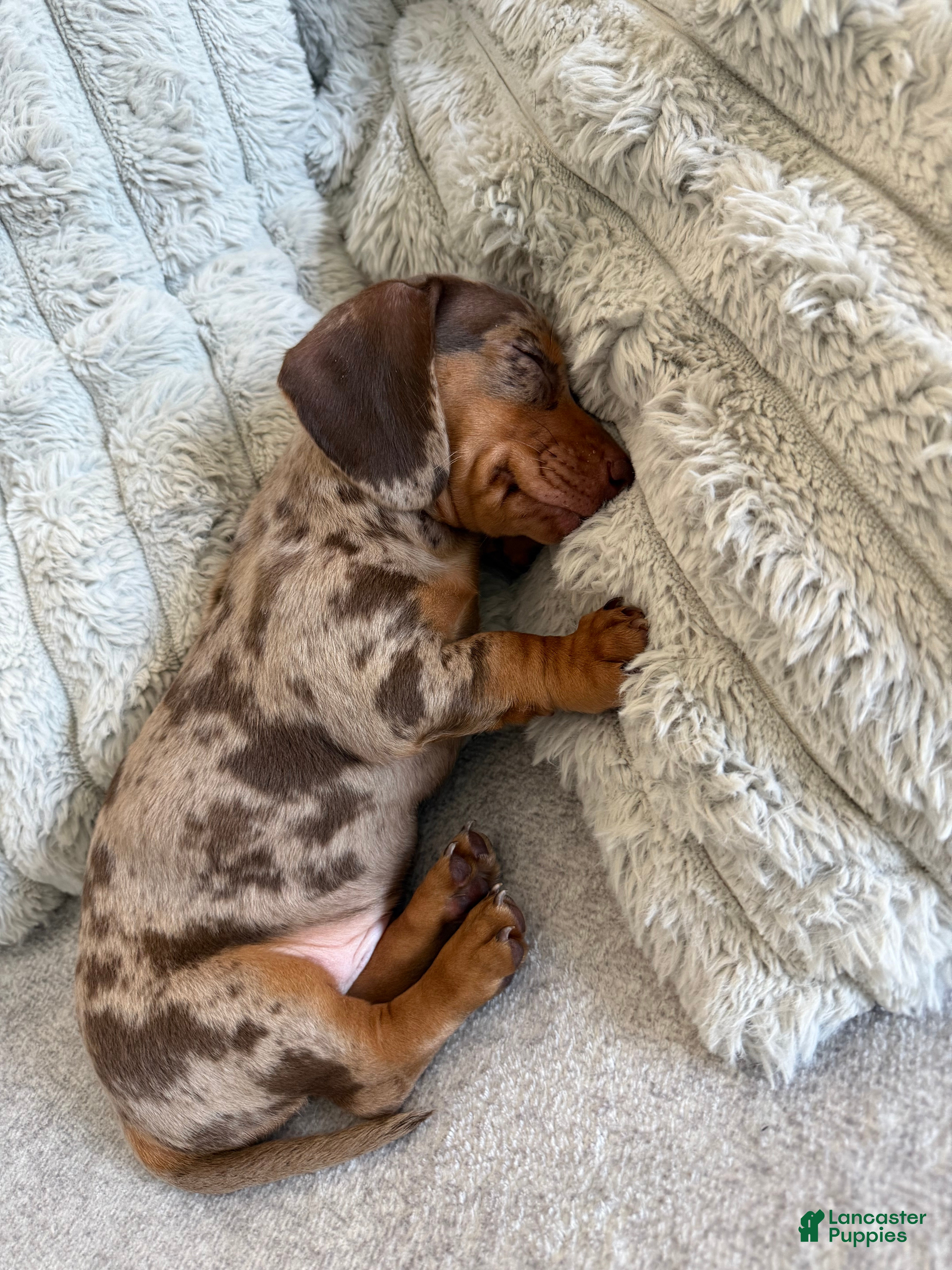 Miniature Dachshund dogs Miniature Dachshund 1 - Ad 9