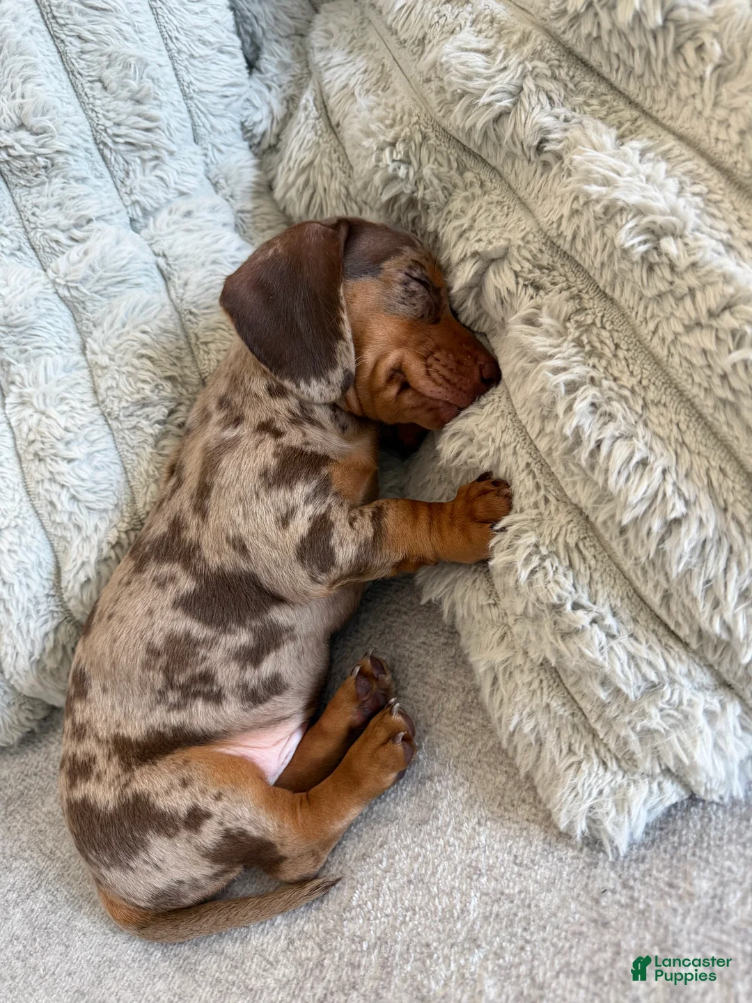 Miniature Dachshund dogs for sale: Miniature Dachshund 1 - Ad 1