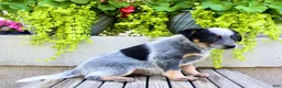 Australian Cattle Dog dogs for sale: Snickers  - Ad 6