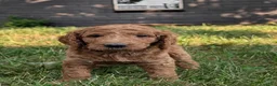 Goldendoodle dogs for sale: Rusty  - Ad 8