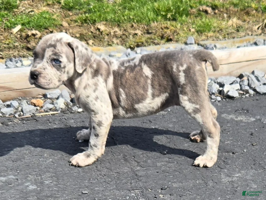 Mixed Breed dogs for sale: Hawks Blue Lacey - Ad 2