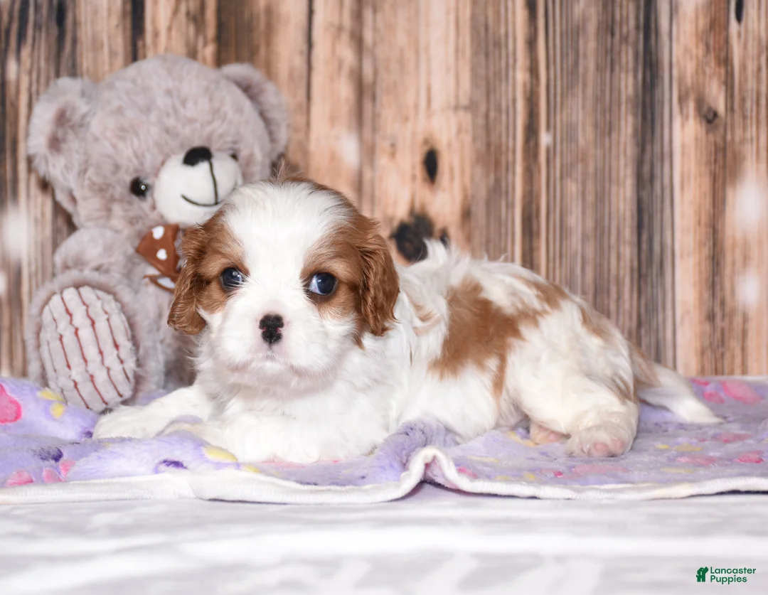 Cavalier King Charles Spaniel dogs for sale: Cruz - Ad 1