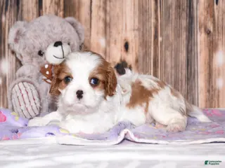 Cavalier King Charles Spaniel dogs for sale: Cruz - Ad 4