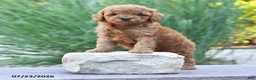 Toy Poodle dogs for sale: Lincoln - Ad 4