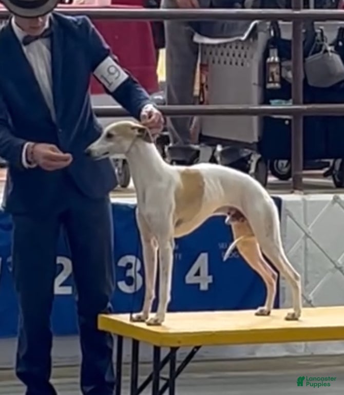 Whippet dogs Whippet Puppy 4 - Ad 5