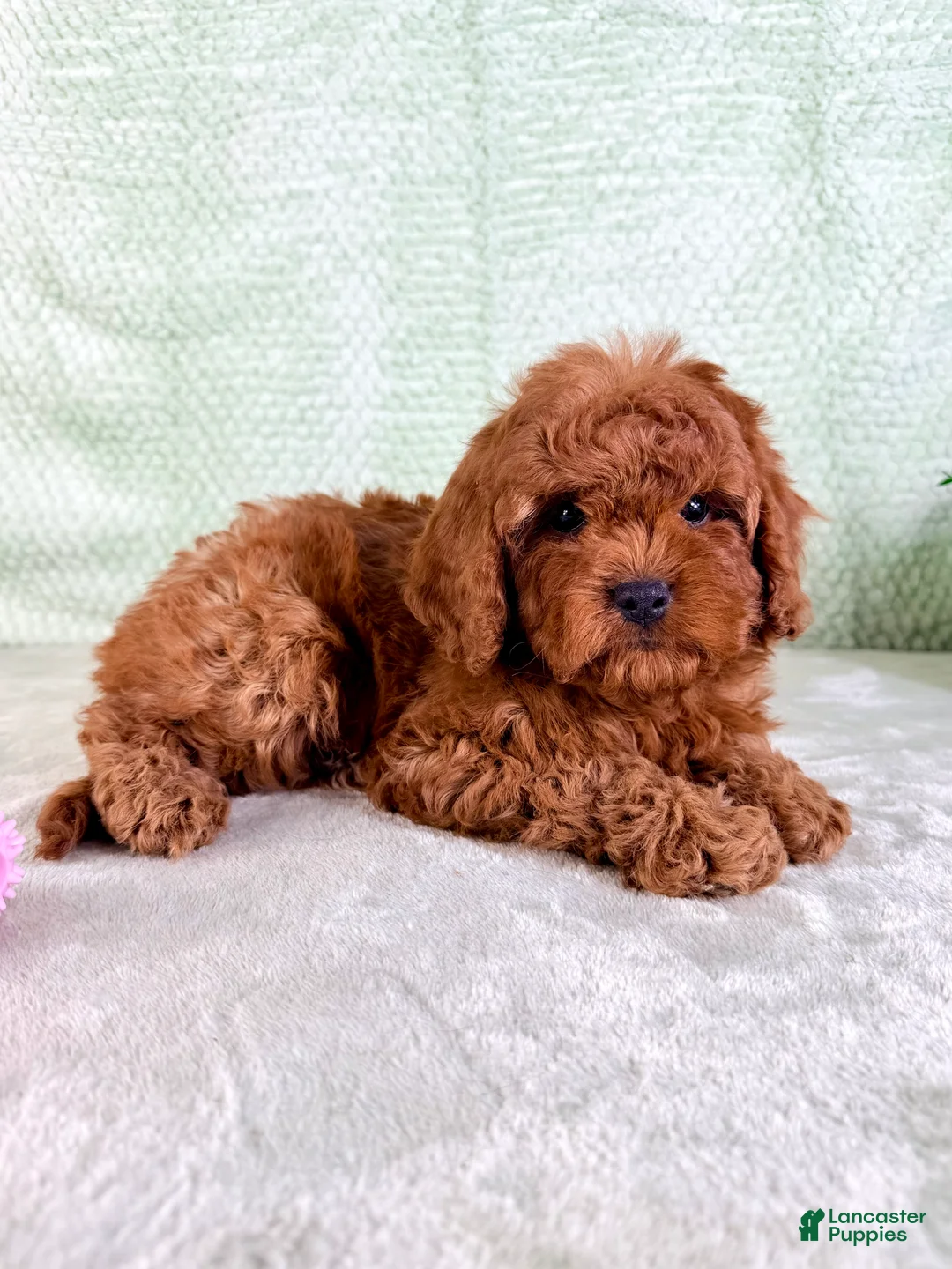 Cavapoo dogs for sale: Lucie - Ad 2