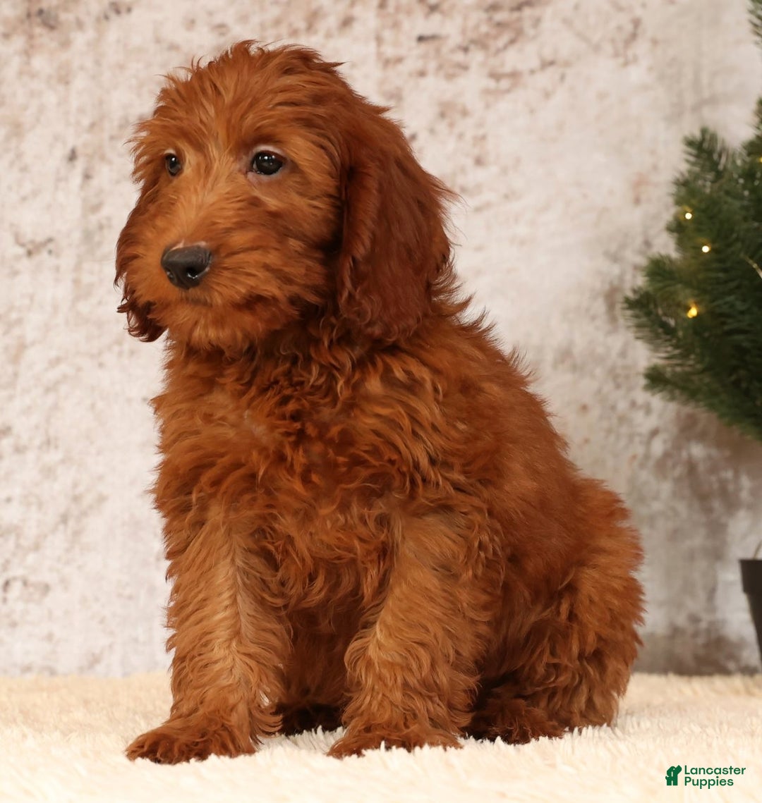 Mini Goldendoodle dogs for sale: Carson - Ad 8