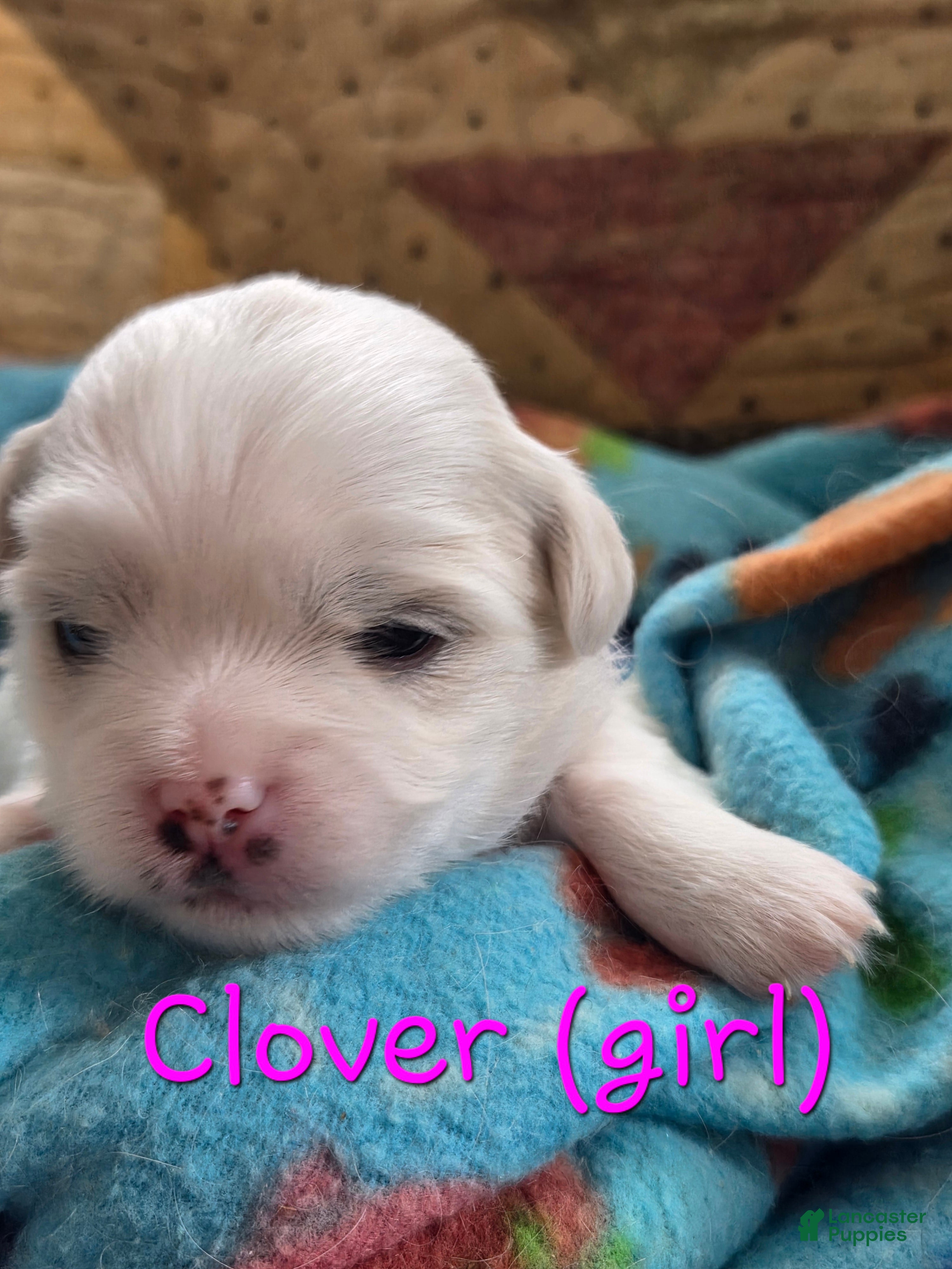 Malshi dogs Clover - Ad 19