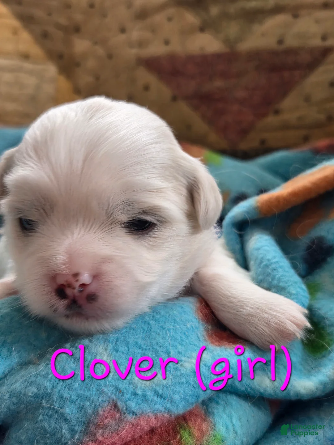 Malshi dogs for sale: Clover - Ad 1