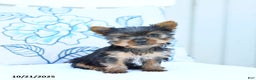 Yorkshire Terrier dogs for sale: Jeana - Ad 1