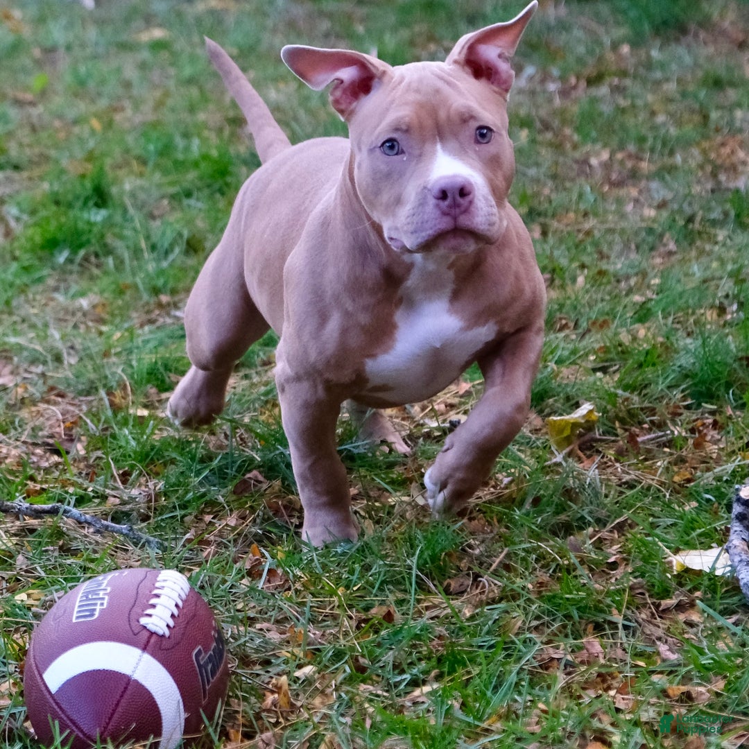 American Bully dogs for sale: Jr rock - Ad 1