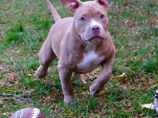 American Bully dogs Jr rock - Ad 14