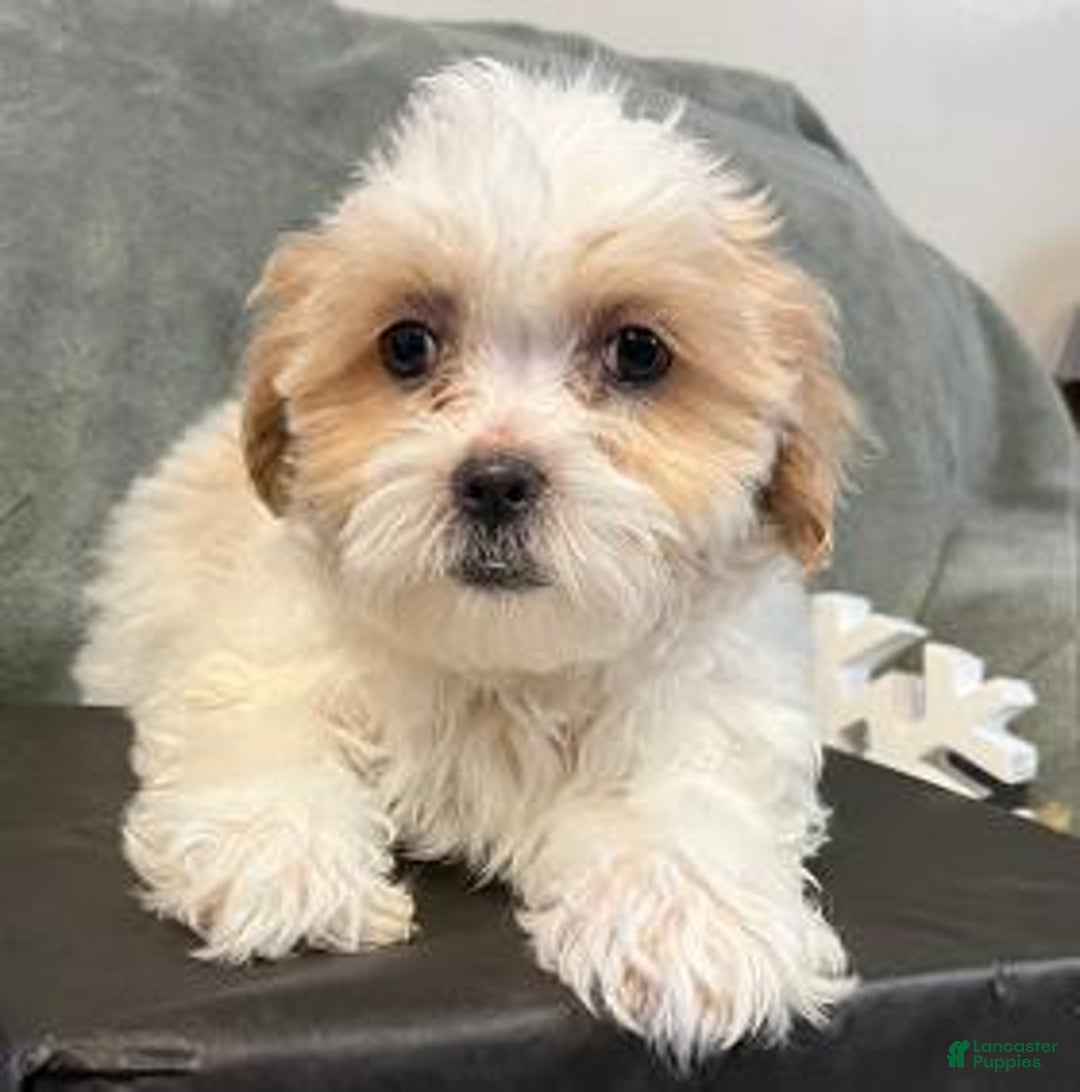 Shih Tzu dogs for sale: Esau - Ad 1