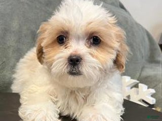 Shih Tzu dogs Esau - Ad 8