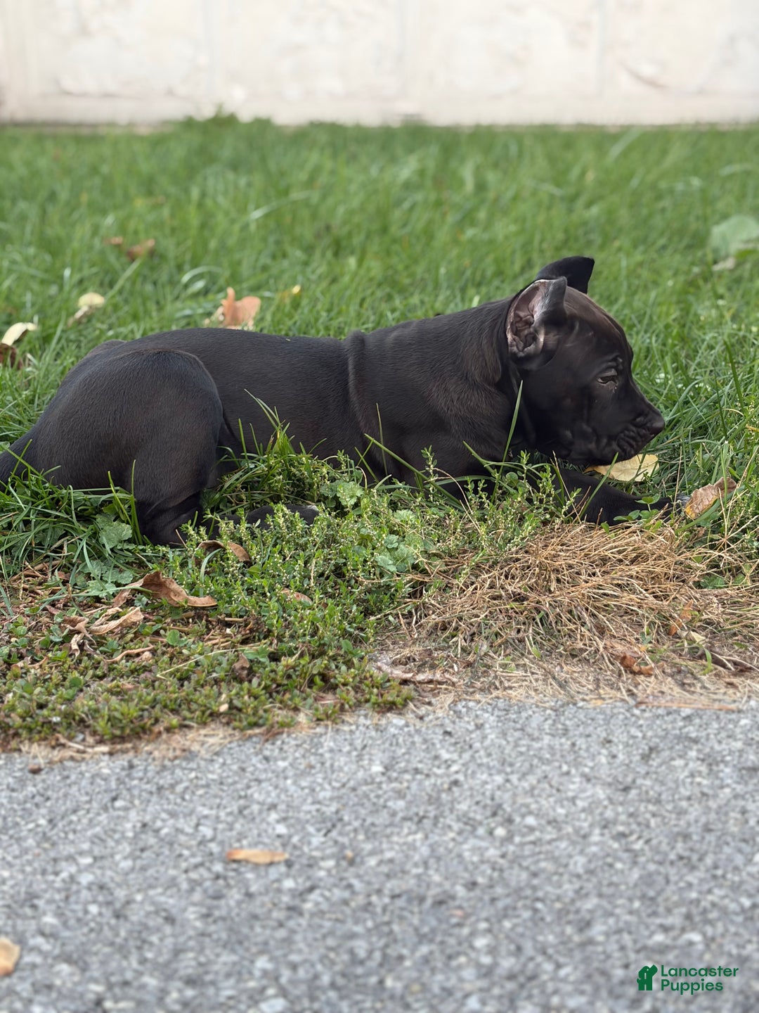 Cane Corso dogs for sale: Vanilla  - Ad 5