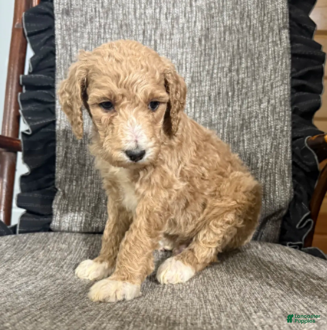 Miniature Poodle dogs for sale: Ricker - Ad 3
