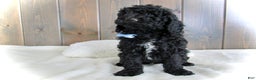 Mini Goldendoodle dogs for sale: Jordan - Ad 12
