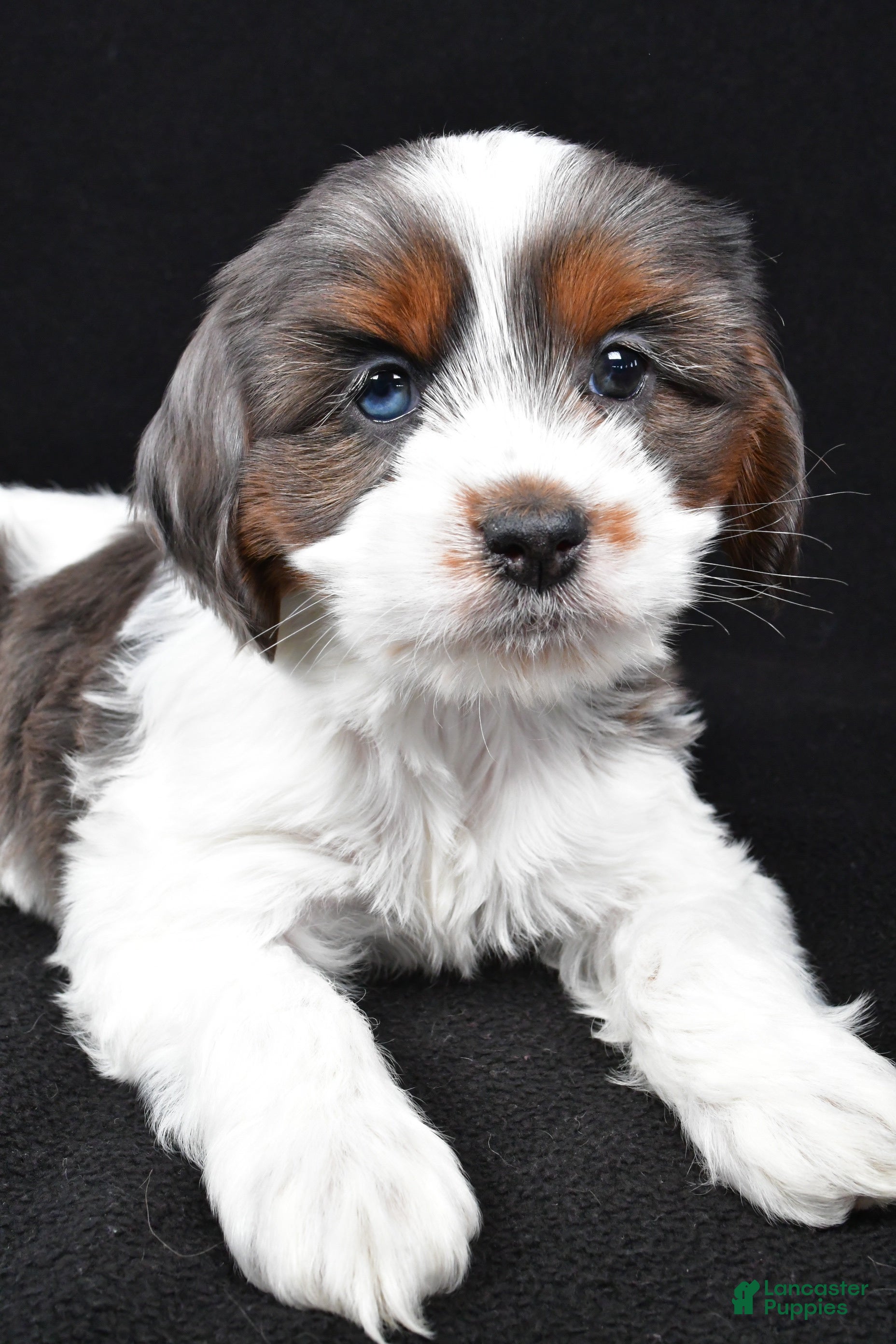 Cockapoo dogs Freddy - Ad 2