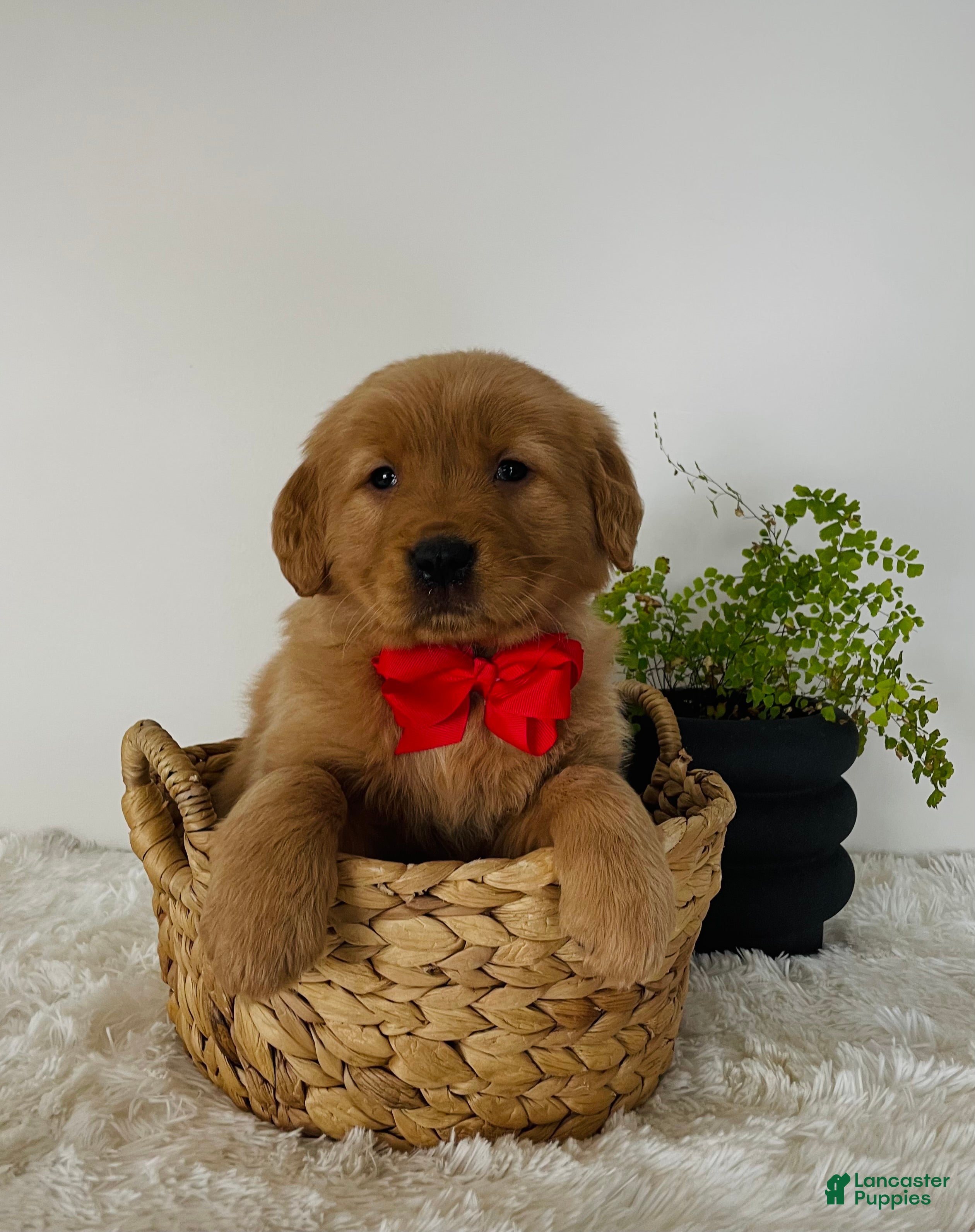 Golden Retriever dogs Bella - Ad 26