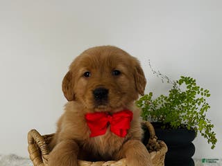 Golden Retriever dogs Bella - Ad 39