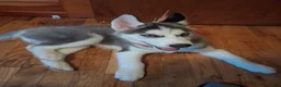 Siberian Husky dogs for sale: Siberian Husky 1 - Ad 3