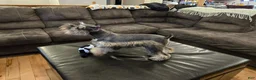 Miniature Schnauzer dogs for sale: Peppermint Paddy - Ad 5