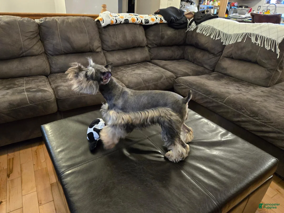 Miniature Schnauzer dogs for sale: Peppermint Paddy - Ad 5