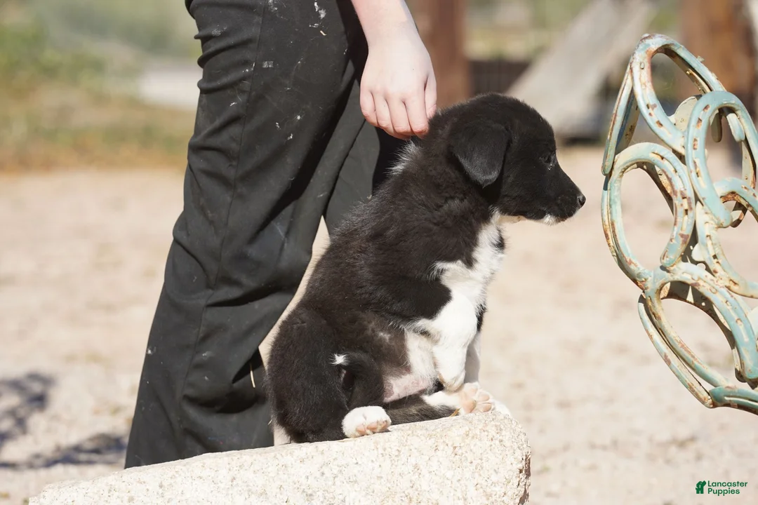 Mixed Breed dogs for sale: Toes M Sylvester - Ad 6