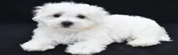 Maltese dogs for sale: Theo - Ad 6