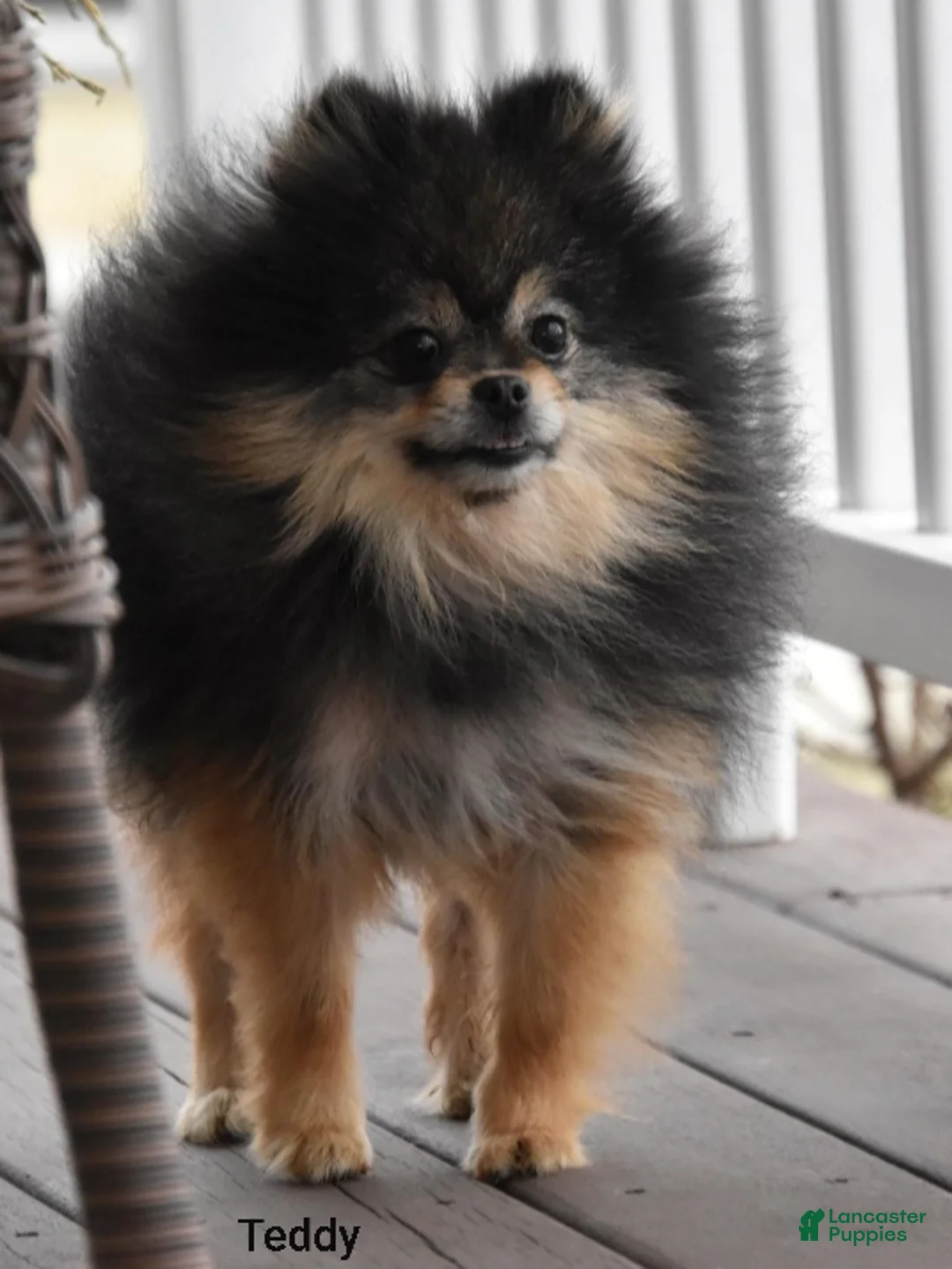 Pomeranian dogs for sale: Teacup Preston - Ad 18