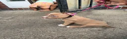 American Bully dogs for sale: Riley - Ad 5