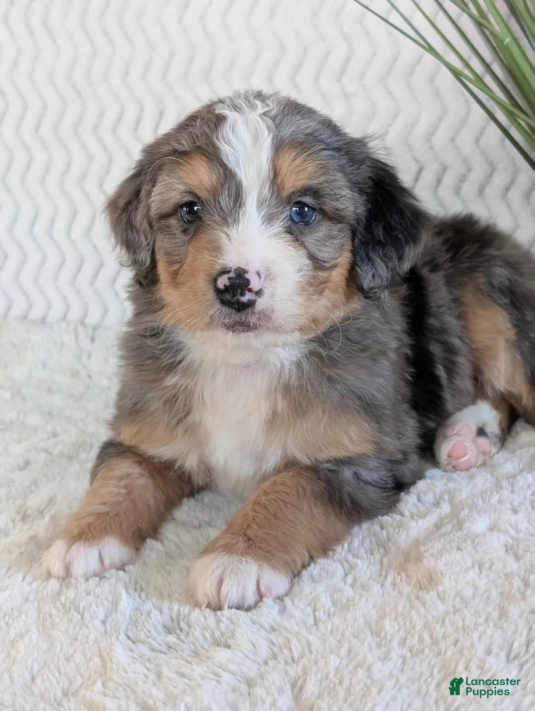Mini Bernedoodle dogs for sale: Mini Niko  - Ad 9