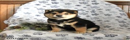 Shiba Inu dogs for sale: Fudge - Ad 1