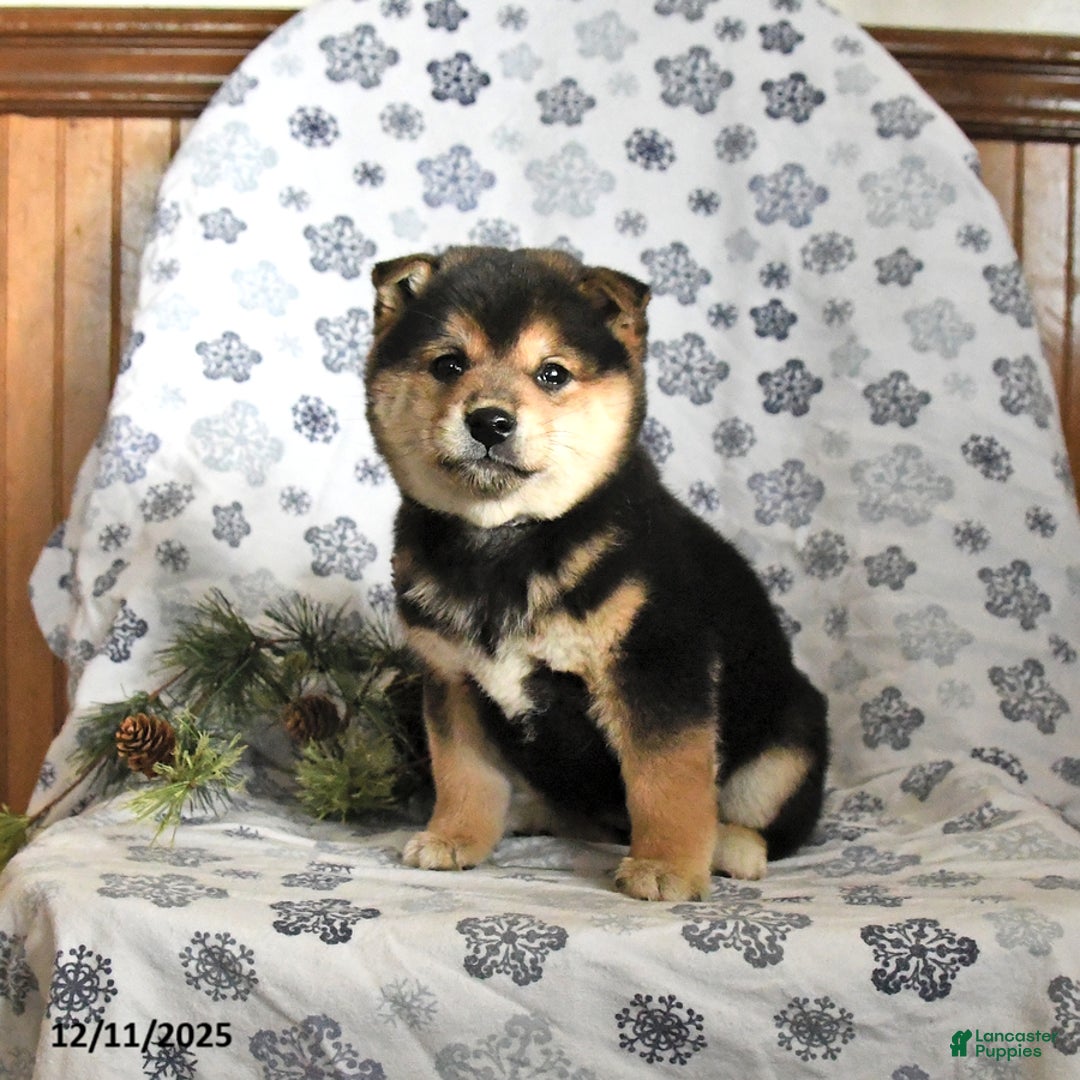 Shiba Inu dogs for sale: Fudge - Ad 1